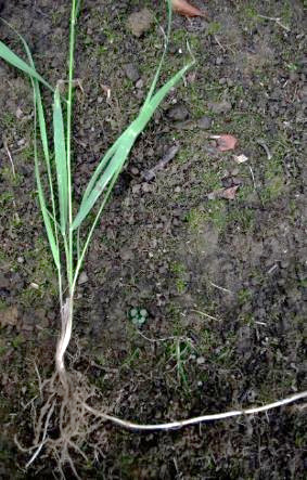 Longs rhizomes écailleux très caractéristiques (d'où le nom d'espèce).