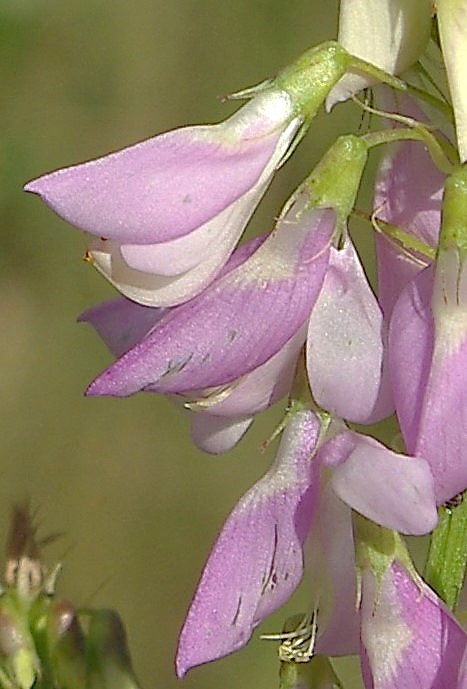 Fleurs à pétales blancs, bleuâtres ou rosés.