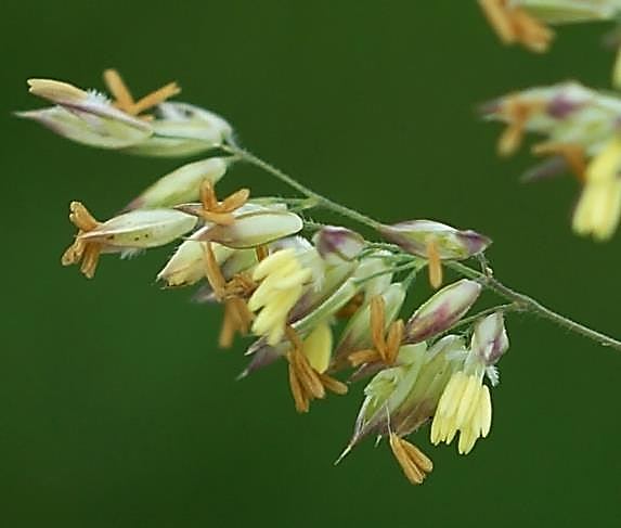 Glumes velues, souvent rosées.