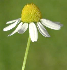 Inflorescence : capitule (Ø 25 - 45 mm), solitaire, pédonculé, à fleurs centrales tubulées jaune vif, à fleurs périphériques ligulées blanches.