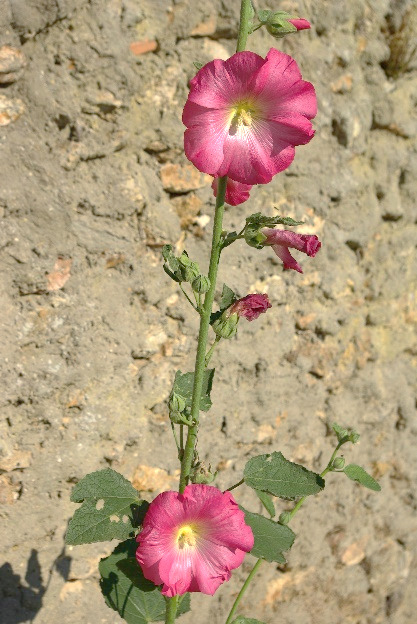 Inflorescence : longue grappe en forme d'épi, ascendante.