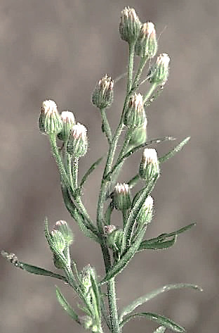 Inflorescence : grappe lâche de capitules, larges de 5 mm.