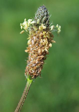 Inflorescence : épi, cylindrique. Anthères saillantes, blanches ou jaune pâle. Hampe florale longue, cannelée au sommet.