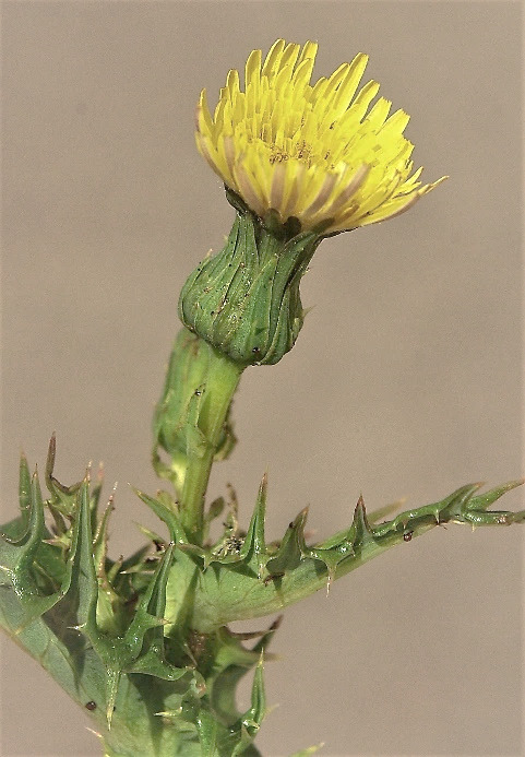 Capitule renflé à la base. Bractées glabres. Fleurs toutes ligulées, jaunes.