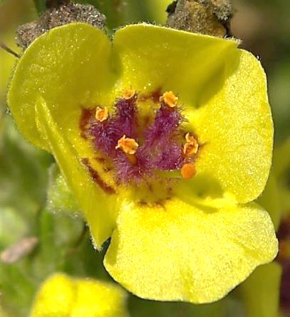 Fleur de taille moyenne (Ø 15 - 25 mm). Les 5 étamines à filets hérissés de poils pourpre-violet. Stigmate globuleux.