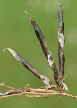 Fruits : gousses, allongées, déhiscentes à maturité, brun noirâtre. Graines globuleuses.