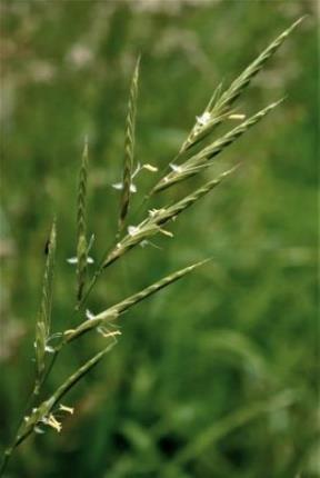 Inflorescence : épi d'épillets. Epillets longs de 2 - 4 cm, distiques.