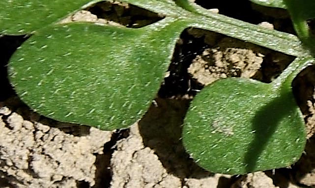 Pilosité localisée aux feuilles inférieures.