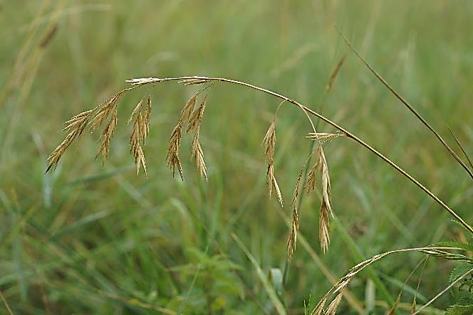 Inflorescence : panicule ample, large, devenant pendante.