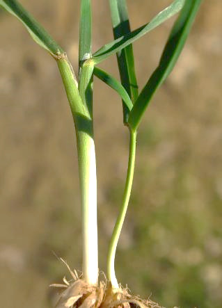 Gaine des feuilles inférieures fortement comprimée (à gauche la gaine vue de face, à droite la gaine vue de profil).