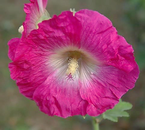 Grande fleur à 5 pétales, longs de 3 - 6 cm, se recouvrant sur les bords.