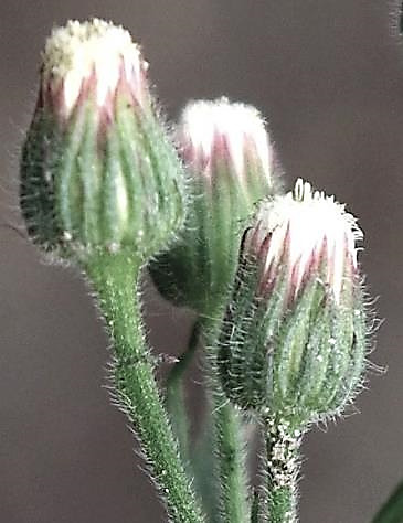 Bractées pourpres au sommet.