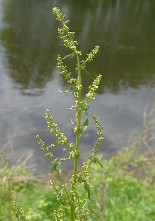 Inflorescence : panicule, à rameaux allongés-dressés.