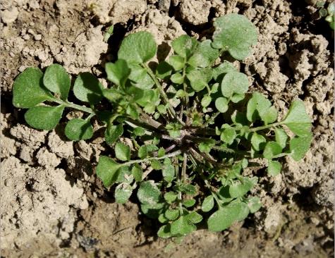 Rosette de feuilles à 3 - 5 paires de lobes orbiculaires.