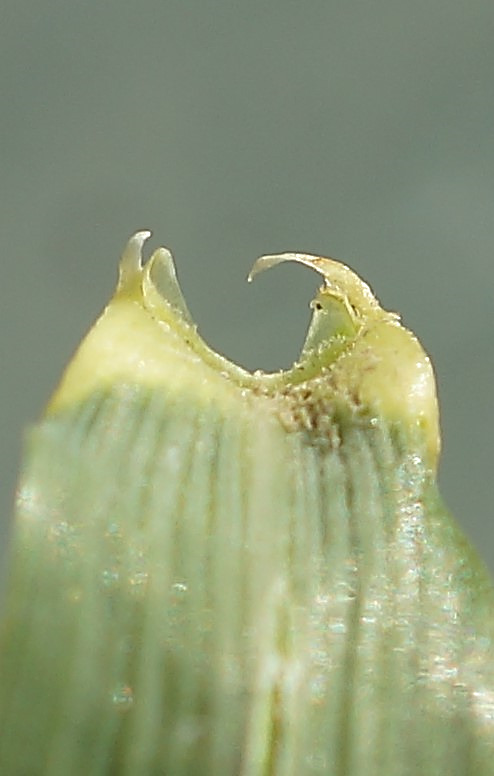 Ligule réduite et oreillettes aiguës.