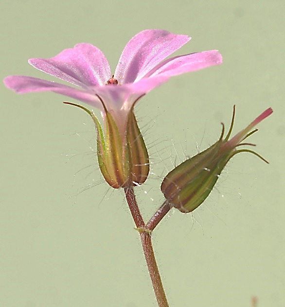 Inflorescence : cyme à 2 fleurs. Sépales dressés, velus, terminés par un mucron.