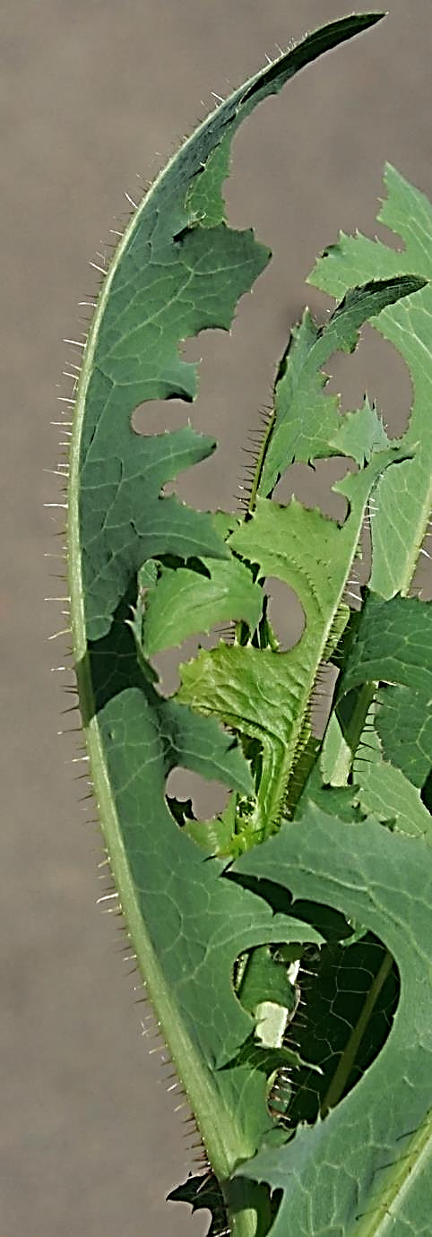 Nervure principale de la face inférieure des feuilles très épineuse.