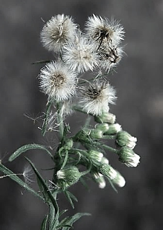 Fruits : akènes, à aigrette blanche.