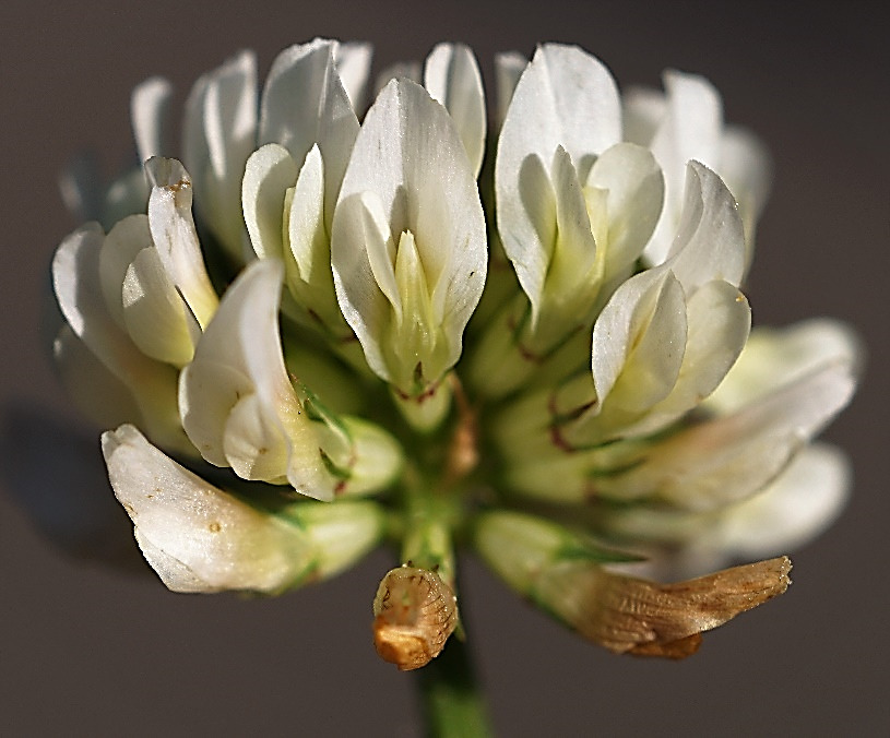 Inflorescence : grappe, globuleuse, portée par un long pédoncule. Fleurs blanches.