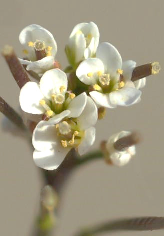 Inflorescence : grappe. Fleurs blanches à 4 pétales, assez petites (Ø 5 mm).