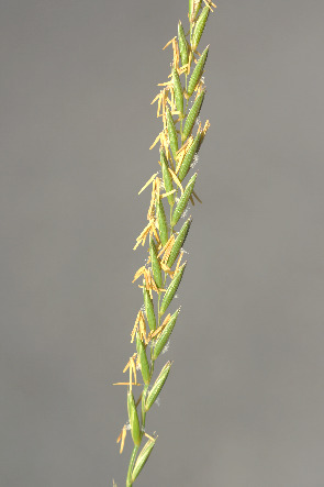 Inflorescence : épi allongé (5 - 15 cm), disposé en 2 rangées se faisant face.