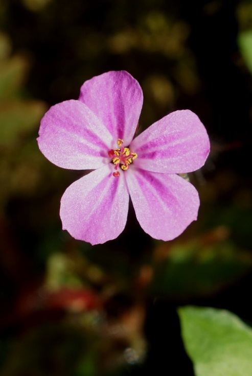 Fleur grande (Ø 10 - 15 mm), à 5 pétales roses, entiers, arrondis ou légèrement échancrés.