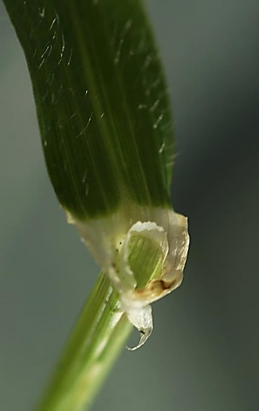 Oreillettes allongées et aiguës. Ligule membraneuse très courte (1 mm environ).