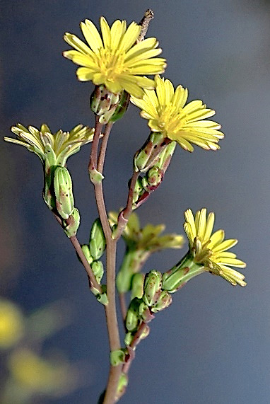 Inflorescence : panicule de capitules à 7 - 15 fleurs.