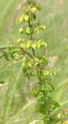 Fleurs groupées en verticilles sur les rameaux.