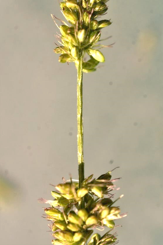 Axe de l'inflorescence sans longs poils flexueux (ici les épillets ont été enlevés).