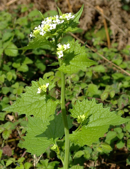 Alliaire officinale