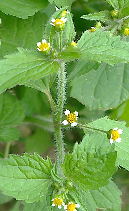 Tige velue, à poils étalés longs de plus de 1 mm.