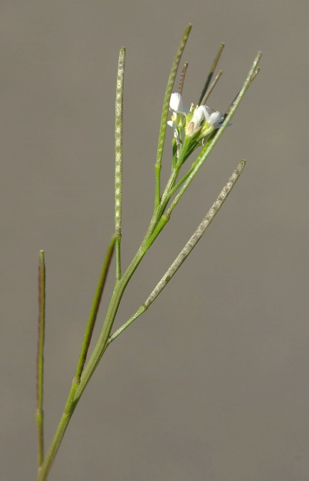 Fruits : siliques, longues de 20 - 30 mm, dressées, dépassant les fleurs adjacentes.