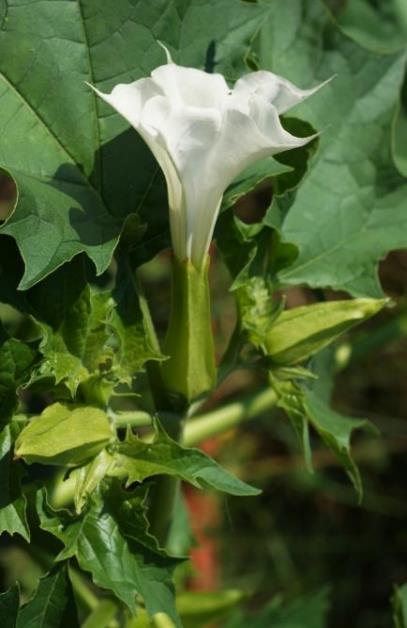 Fleur isolée, grande (L : 6 - 10 cm), blanche, en forme d'entonnoir.