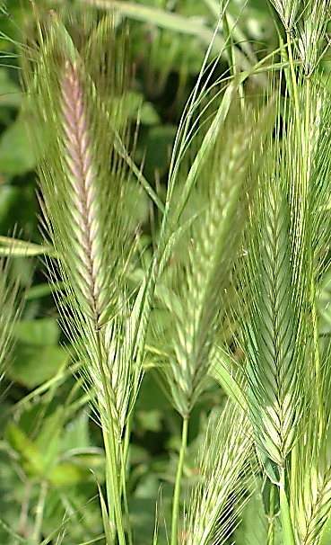 Inflorescence : épi d'épillets sur 2 rangs, de 4 - 12 cm, à axe noueux.