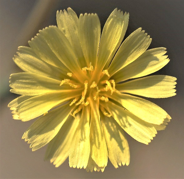 Fleurs ligulées jaunes uniquement.