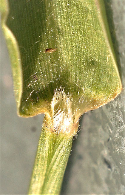 Ligule courte (1 - 2 mm), membraneuse, bordée de cils.