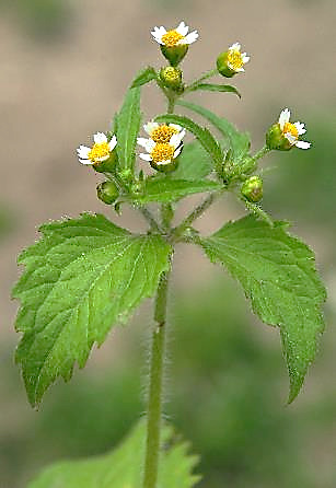 Inflorescence : corymbe terminal ou axillaire de capitules.