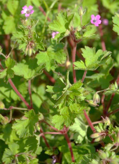 Géranium à feuilles rondes