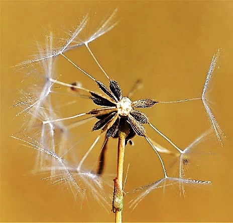 Fruits : akènes gris brun, à long bec portant l'aigrette.