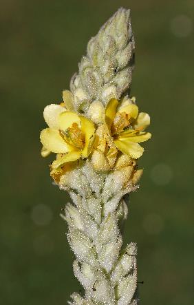 Inflorescence : épi dense, non ramifié.