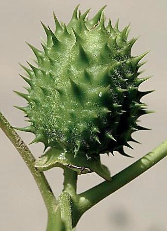 Fruit : capsule, épineuse.