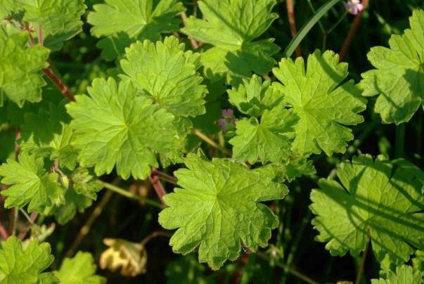 Feuilles arrondies à 5 - 7 lobes, parfois marquées d'un point rouge à la base des sinus.