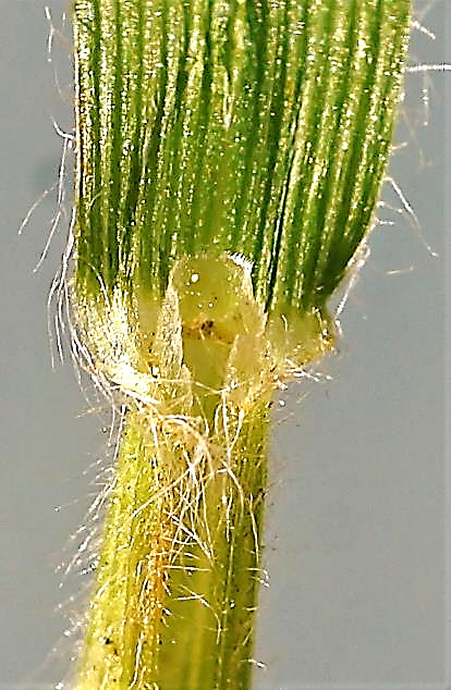 Ligule ovale, longue de 1 - 4 mm, plus ou moins velue.