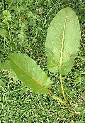 Feuilles basales cordées à la base, à marge un peu sinuée.