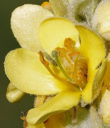 Fleur de taille moyenne (Ø 10 - 25 mm). Les 2 étamines inférieures à anthères latérales et filets glabres ou à peine poilus, les 3 étamines supérieures à anthères terminales et à poils laineux blanchâtres. Stigmate globuleux.