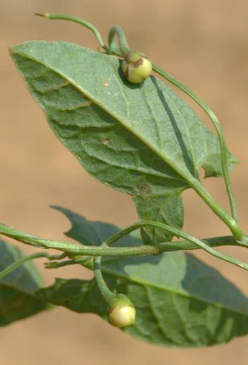 Fruits : capsules, ovoïdes, s'ouvrant peu à maturité.