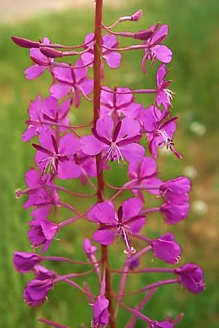 Inflorescence : grappe, pyramidale, allongée et étroite.