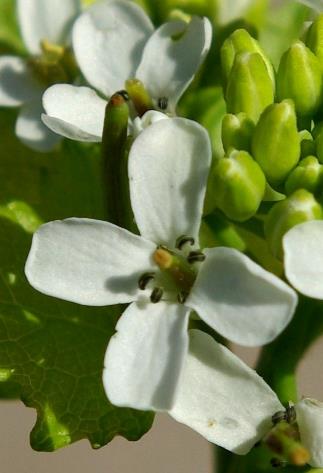 Fleur : blanche à 4 pétales arrondis. Etamines libres, au nombre de 6, dont 2 plus petites.