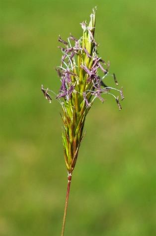 Inflorescence : panicule en forme d'épi, longue de 2 - 8 cm, atténuée au sommet.